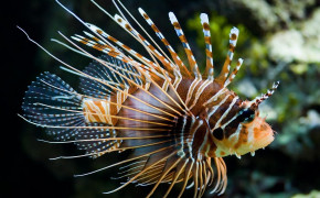Lionfish Background HD Wallpapers 77782