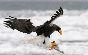 Stellers Sea Eagle Background Wallpapers 80035