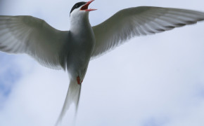 Arctic Tern Background HD Wallpapers 73945
