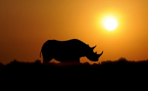 Rhino Background HD Wallpapers 78489