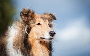Rough Collie Widescreen Wallpapers 78751