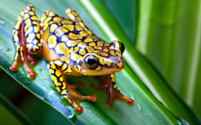 Poison Dart Frog HD Wallpapers 75544