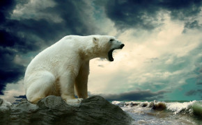 Polar Bear Wallpaper 2560x1600 81411