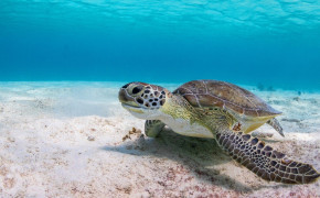 Sea Turtle Desktop Wallpaper 79140
