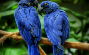 Hyacinth Macaw Widescreen Wallpapers 76886