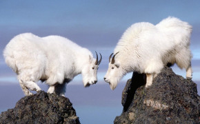 Mountain Goat Background Wallpapers 75259