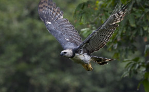Harpy Eagle Background Wallpapers 76522