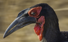Southern Ground Hornbill HD Wallpapers 79725