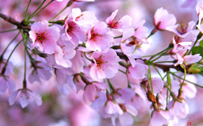 Cherry Blossom Images 06777