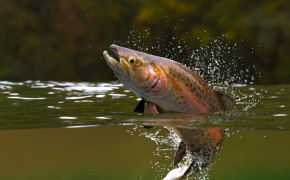 Trout Widescreen Wallpapers 75807