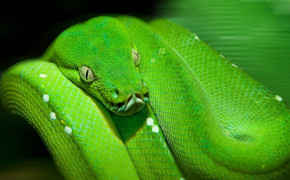 Smooth Green Snake HD Desktop Wallpaper 79623