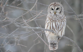Snowy Owl HD Desktop Wallpaper 79706