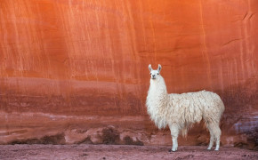 Lama Background HD Wallpapers 77562