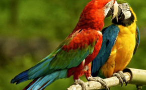 Red And Green Macaw HD Desktop Wallpaper 78254
