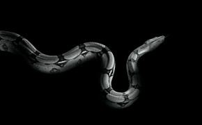 Snake Background HD Wallpapers 79648