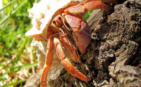 Hermit Crab Background Wallpaper 76643