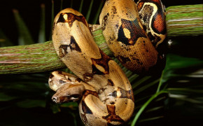 Python Snake Best Wallpaper 75650