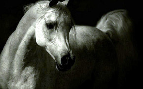 Arabian Horse HD Wallpapers 76065