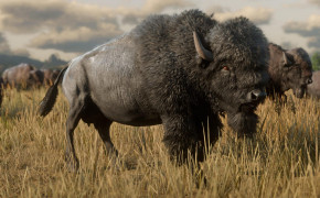 American Bison Background HD Wallpapers 73609