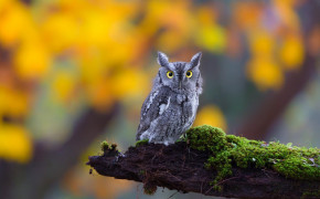 Little Owl Desktop Widescreen Wallpaper 74485