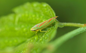 Leafhopper Background Wallpapers 77593