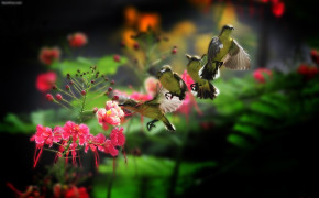 Fantasy Hummingbird High Definition Wallpaper 76182