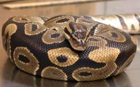 Python Snake HQ Background Wallpaper 75659