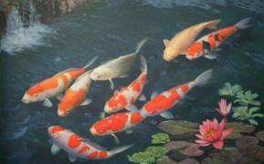 Koi Background HD Wallpapers 77422