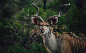 Kudu Background HD Wallpapers 77514