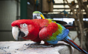 Red And Green Macaw Best Wallpaper 78250