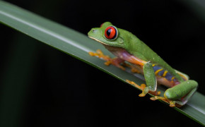 Red Eyed Tree Frog Wallpaper 78187