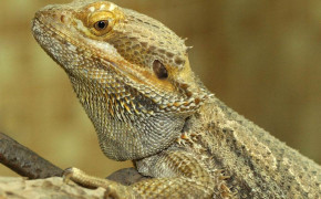 Bearded Dragon Background Wallpapers 74355
