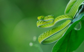 Green Viper Snake Wallpaper 1920x1080 81099