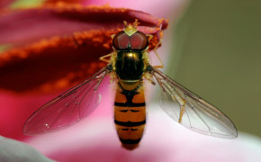 Hoverfly HD Wallpaper 76841