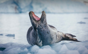 Leopard Seal Background Wallpapers 77696