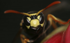 Hornet Insect Desktop Wallpaper 74389
