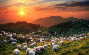 Sheep HD Wallpaper 79346