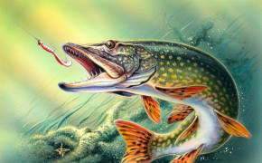 Trout Fish Wallpaper 2560x1600 81731