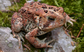American Toad Widescreen Wallpapers 73733
