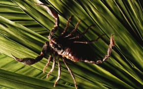 Scorpion Animal Wallpaper 1600x1200 81641