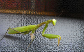 Squash Bug HD Desktop Wallpaper 79882