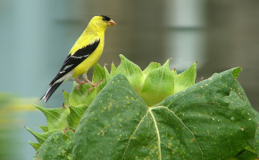 American Goldfinch HD Wallpapers 73653