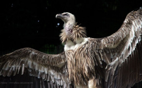 Griffon Vulture Background HD Wallpapers 76359