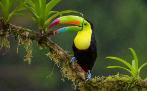 Toucan Background Wallpapers 80709