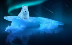 Arctic Wolf Widescreen Wallpapers 73981