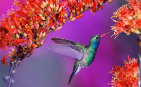 Flower Hummingbird Background HD Wallpapers 76206