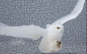 Snowy Owl Wallpaper 79711