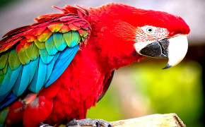 Red And Green Macaw High Definition Wallpaper 78257