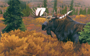 Moose Desktop Widescreen Wallpaper 75200