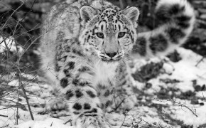 Snow Leopard High Definition Wallpaper 79692